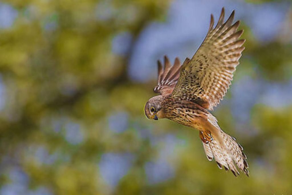 Common Kestrel