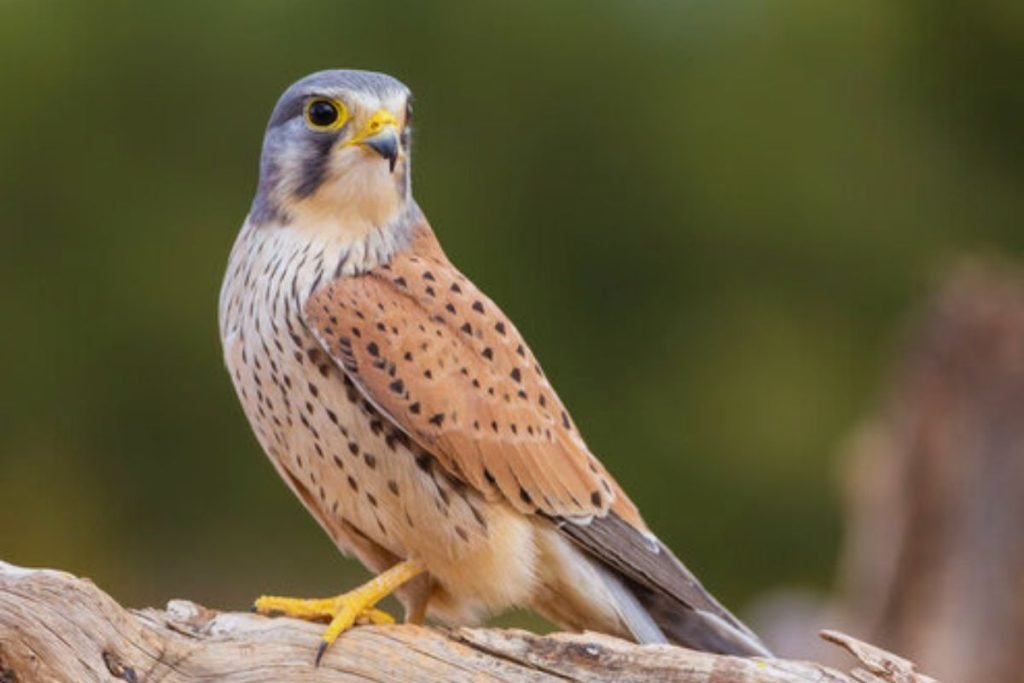 Common Kestrel