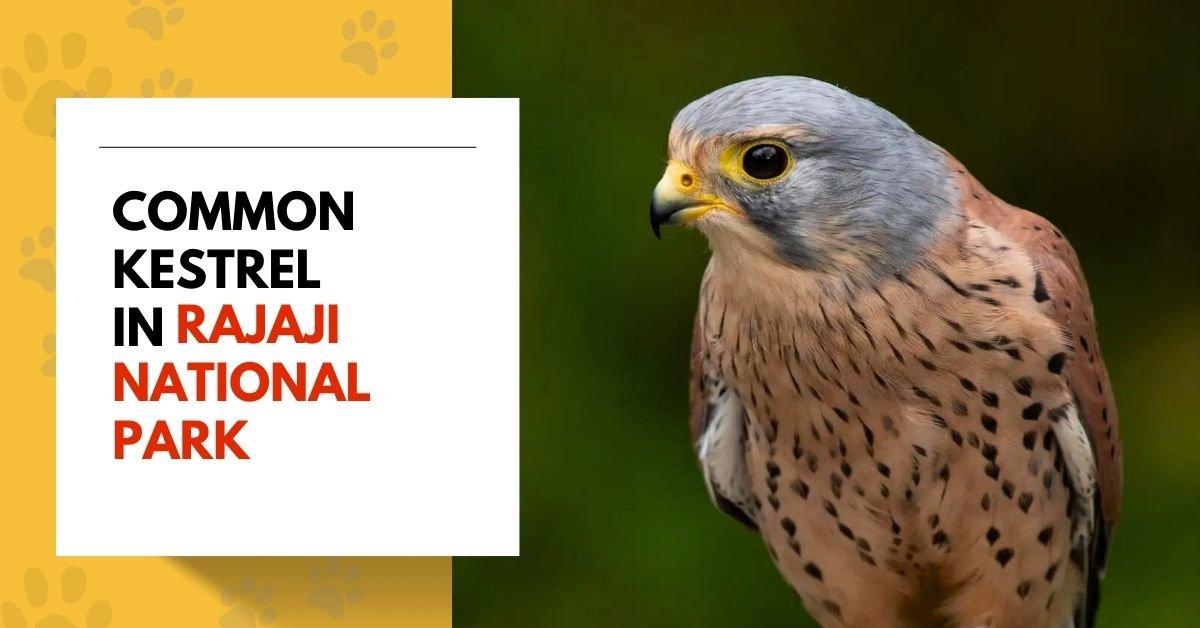 Common Kestrel