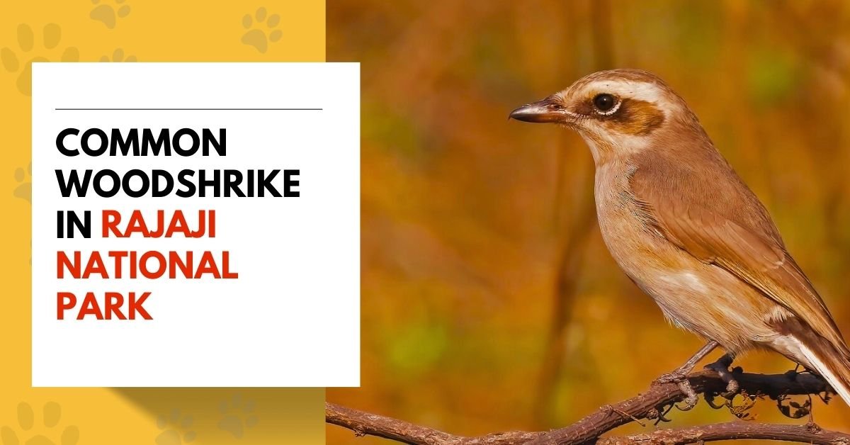 Common Woodshrike in Rajaji National Park