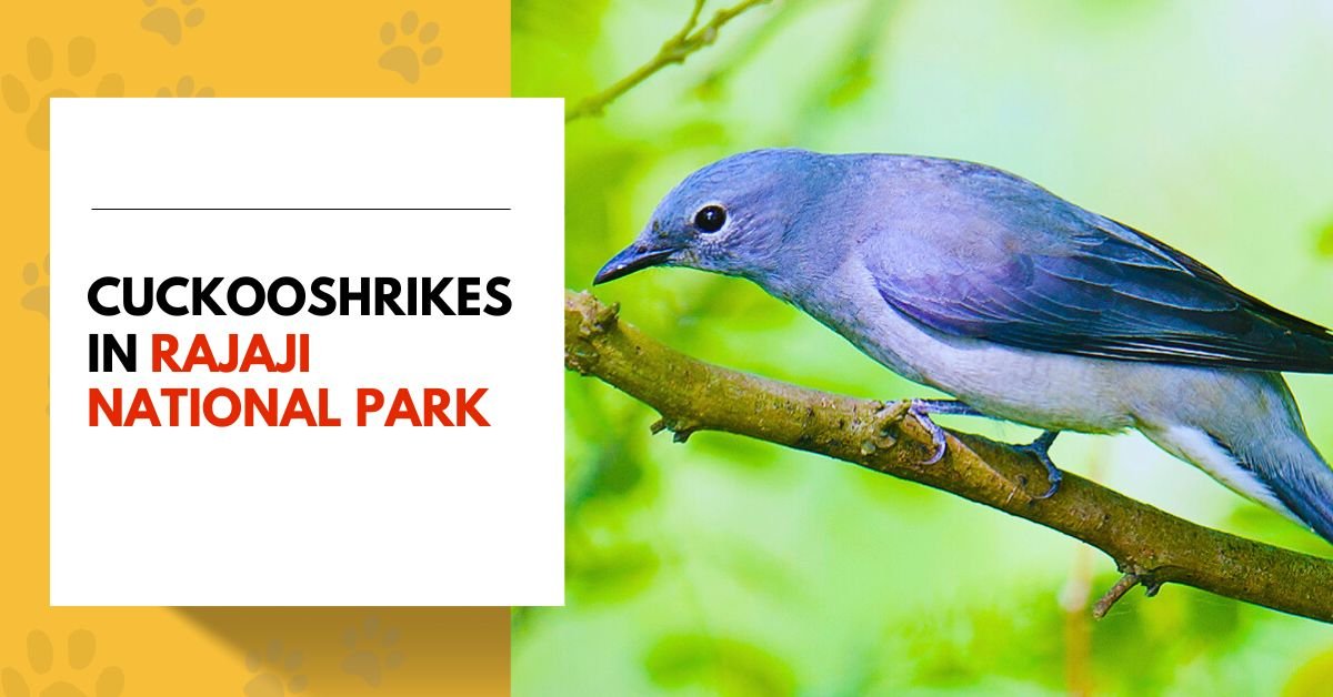 Cuckooshrikes in Rajaji National Park