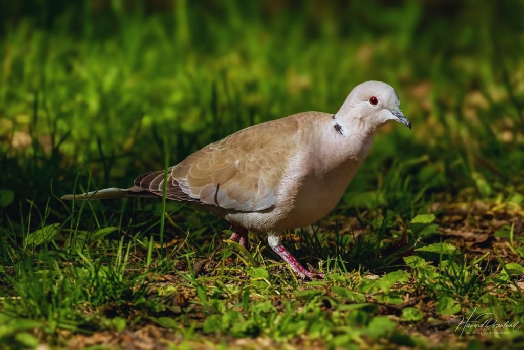Eurasian Collared-Dove