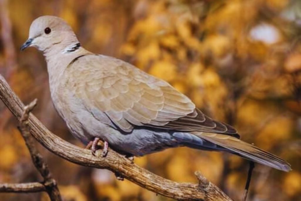 Eurasian Collared-Dove