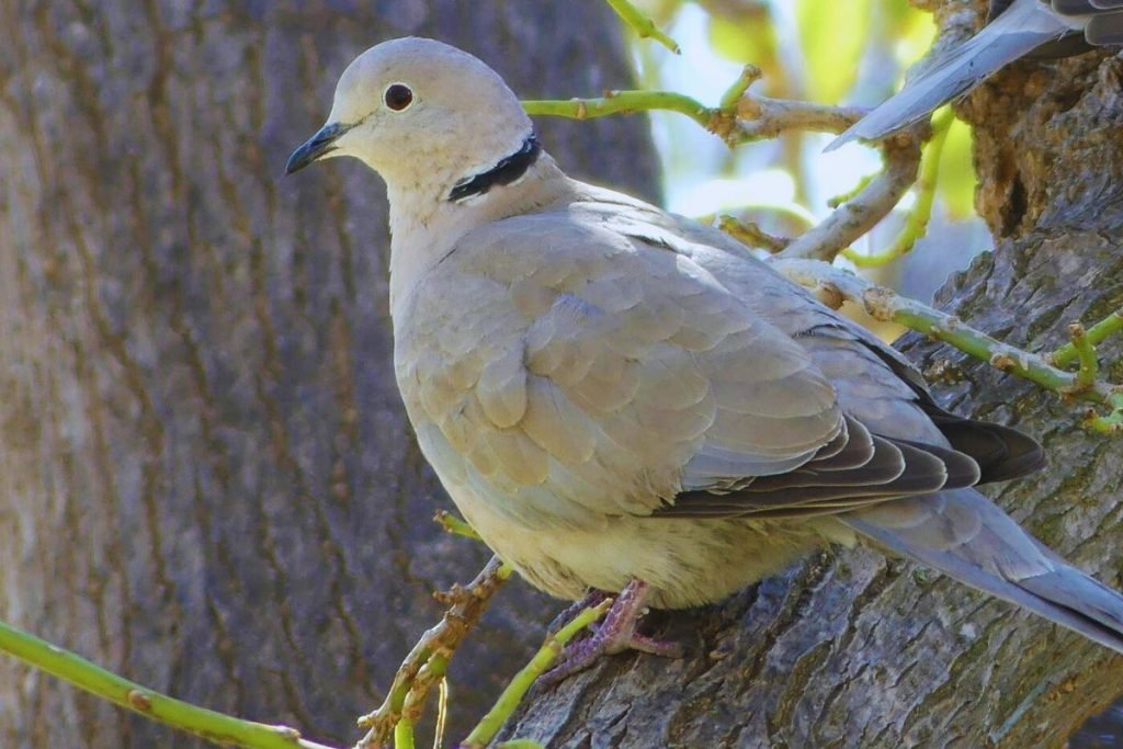 Eurasian Collared-Dove