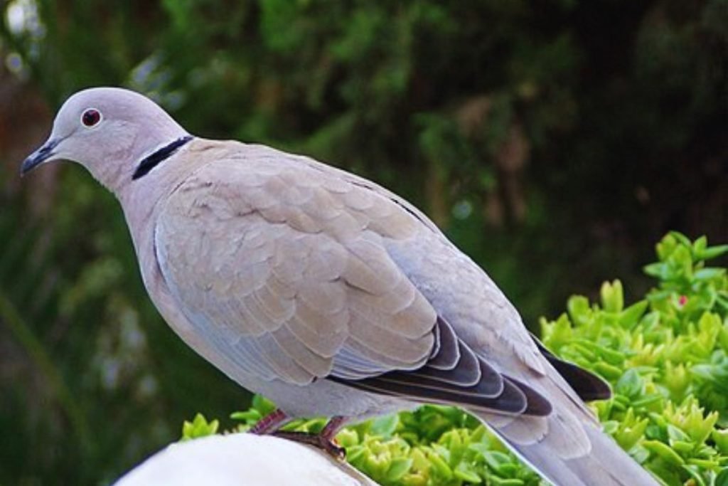 Eurasian Collared-Dove