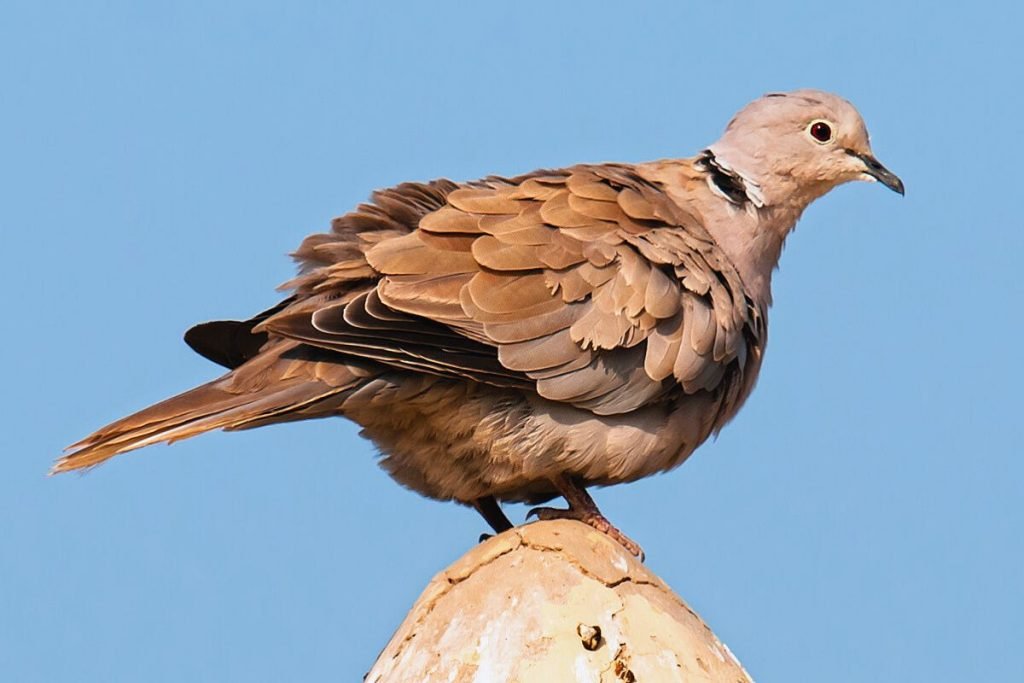 Eurasian Collared-Dove