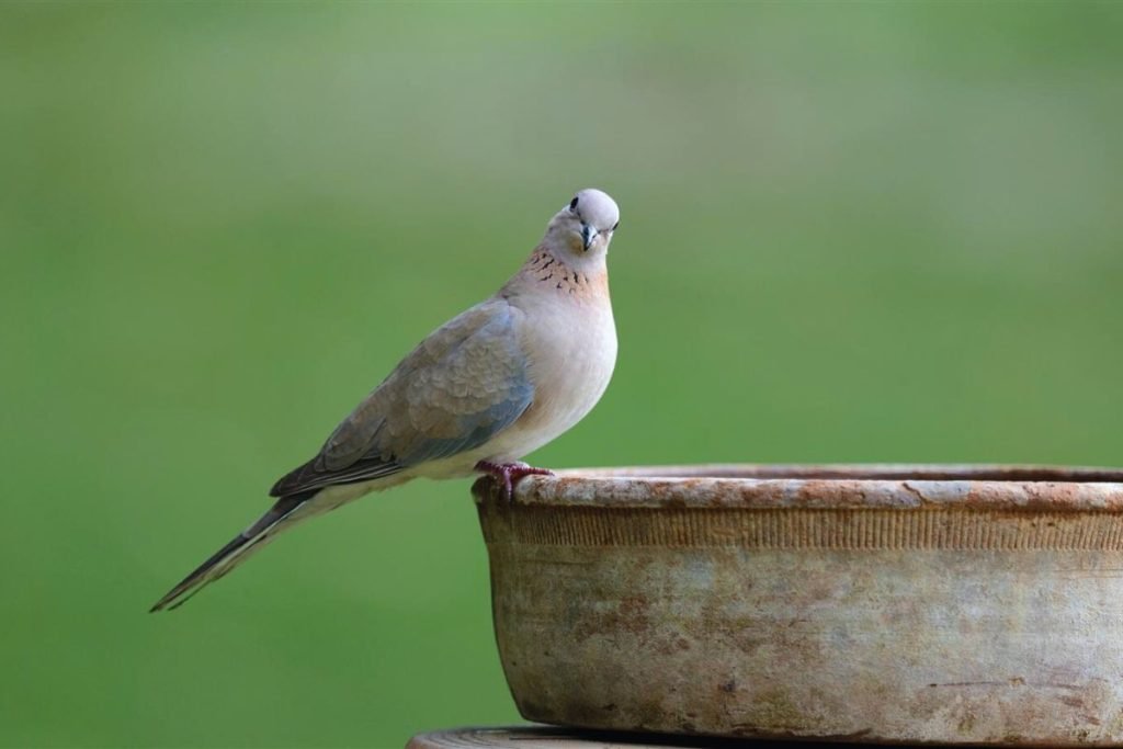 Eurasian Collared-Dove
