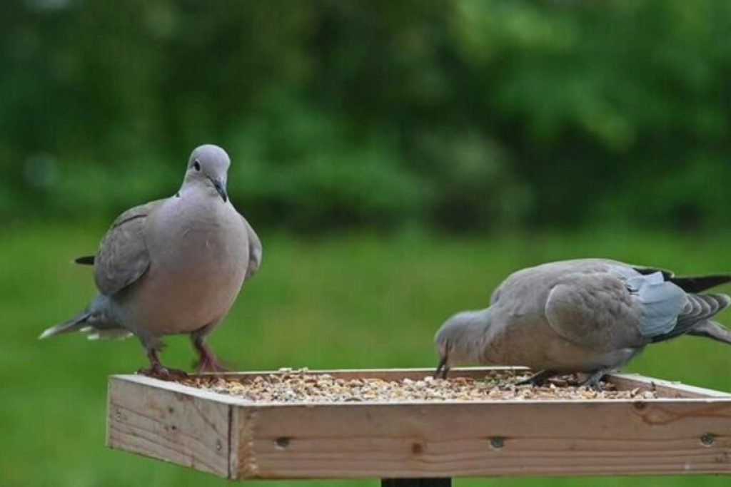 Eurasian Collared-Dove