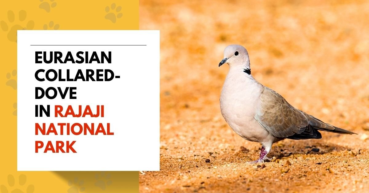 Eurasian Collared-Dove