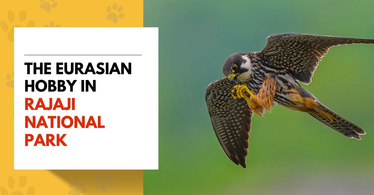 The Eurasian Hobby in Rajaji National Park