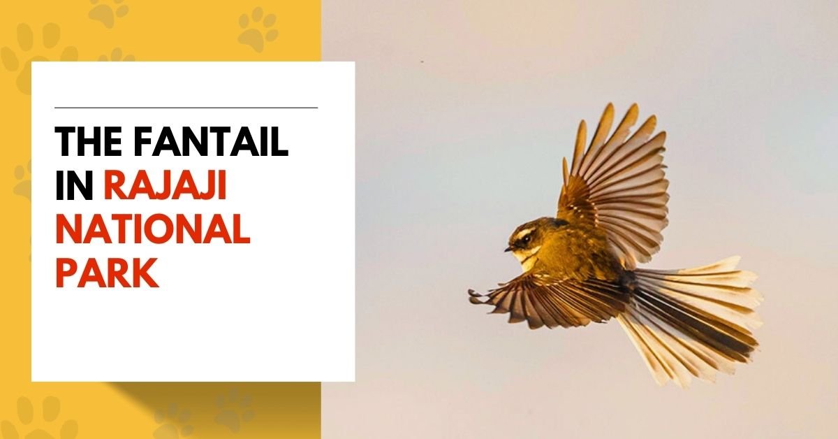 The Fantail in Rajaji National Park