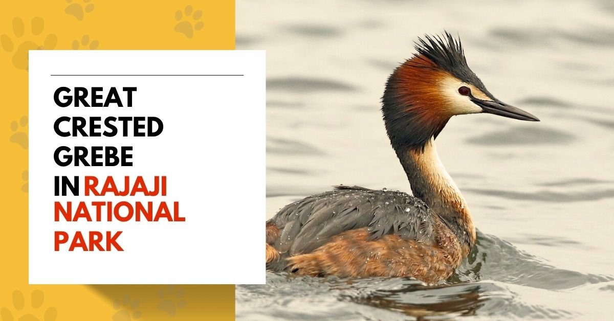 Great Crested Grebe