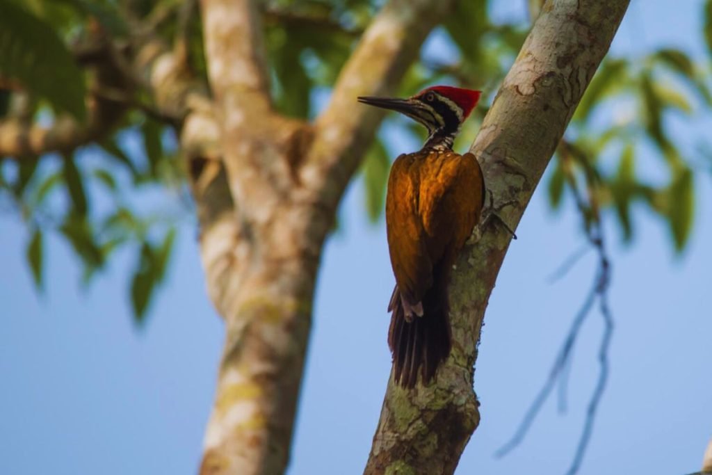 Greater Flameback 
