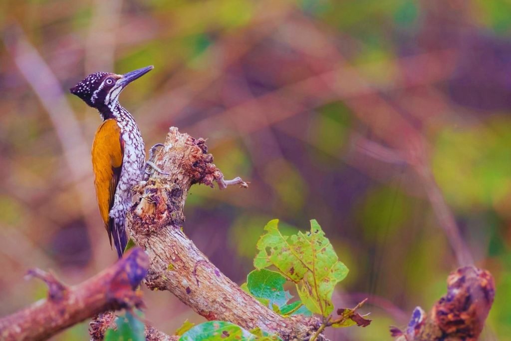 Greater Flameback 
