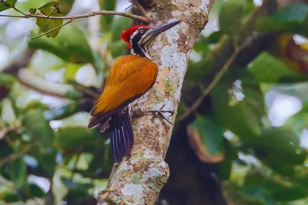 Greater Flameback 
