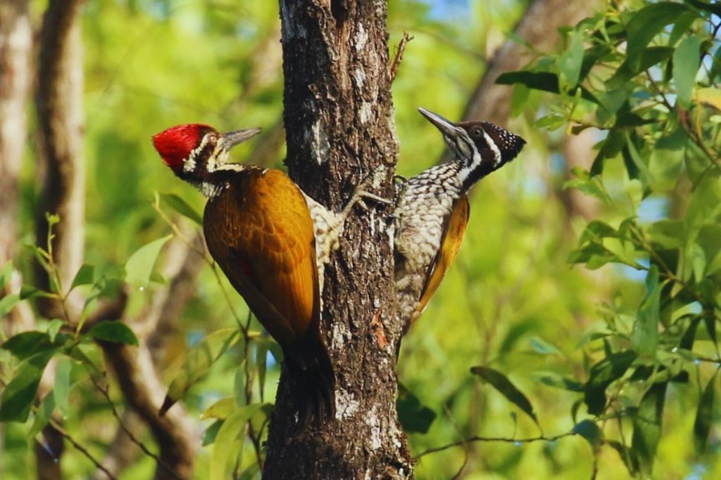 Greater Flameback 

