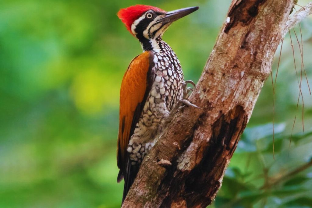 Greater Flameback 
