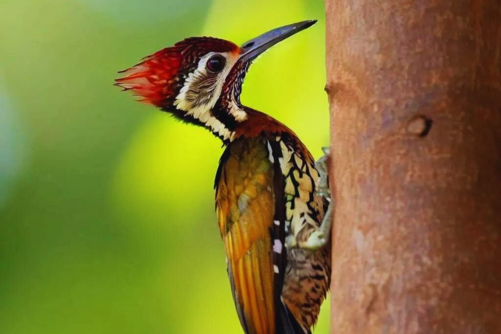Greater Flameback 
