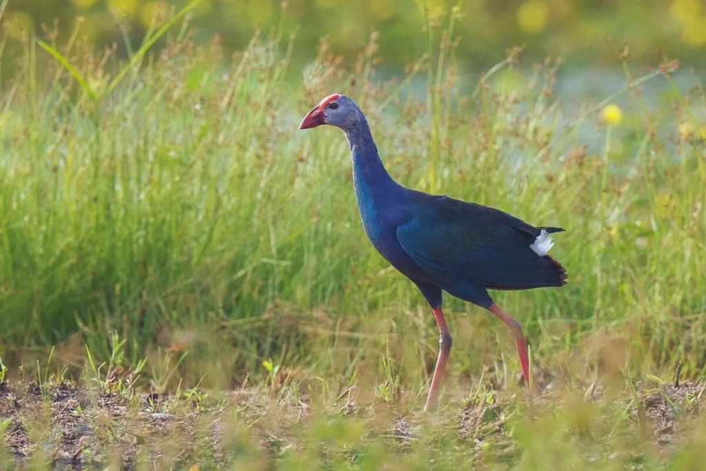 Grey-headed Swamphen