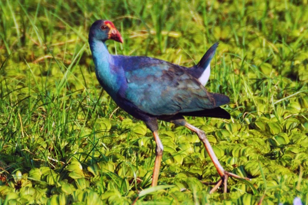 Grey-headed Swamphen