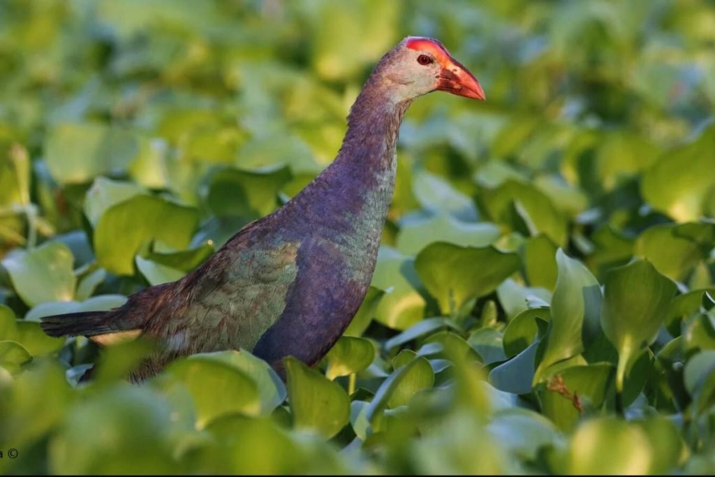 Grey-headed Swamphen