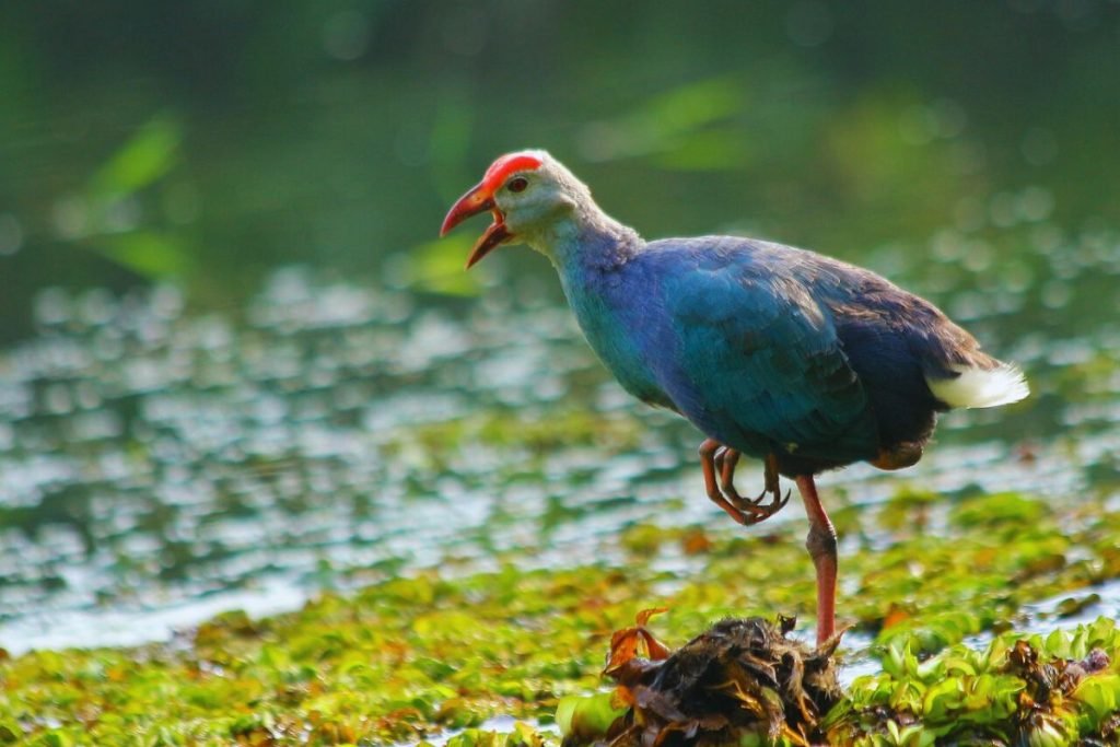 Grey-headed Swamphen