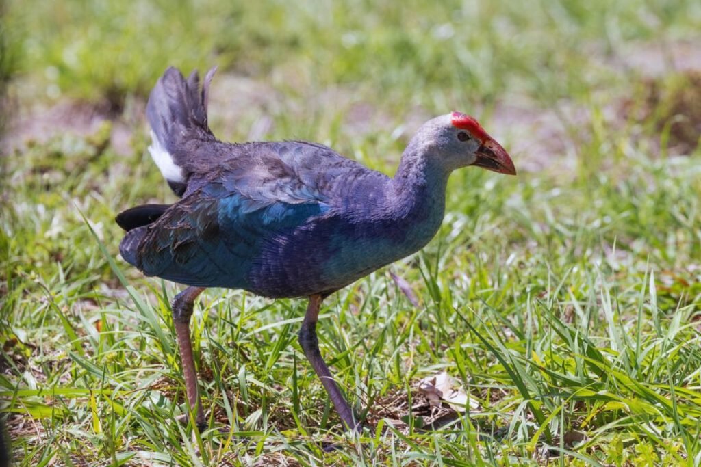 Grey-headed Swamphen