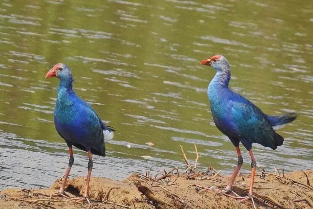 Grey-headed Swamphen