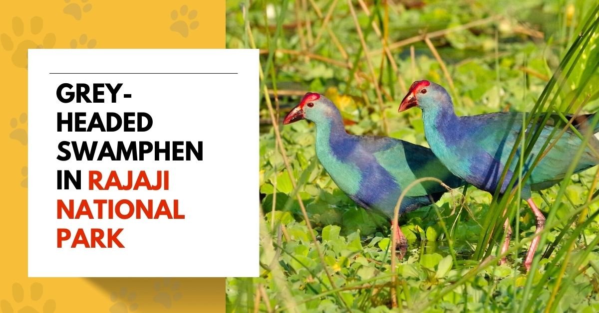 Grey-headed Swamphen