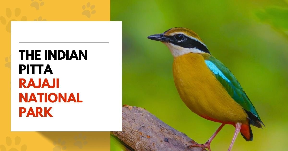 The Indian Pitta in Rajaji National Park