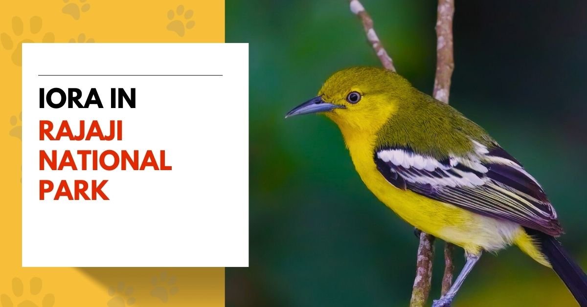 Iora in Rajaji National Park
