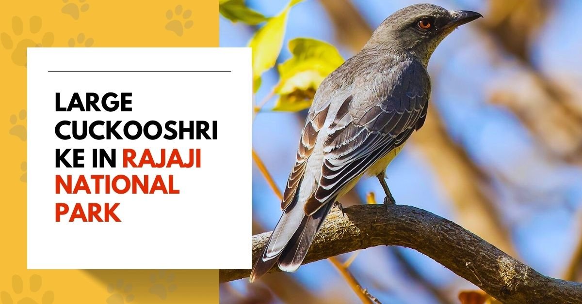 Large Cuckooshrike in Rajaji National Park
