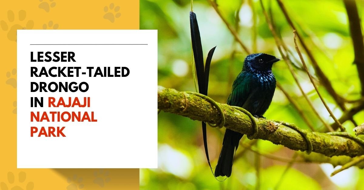 Lesser Racket-Tailed Drongo in Rajaji National Park