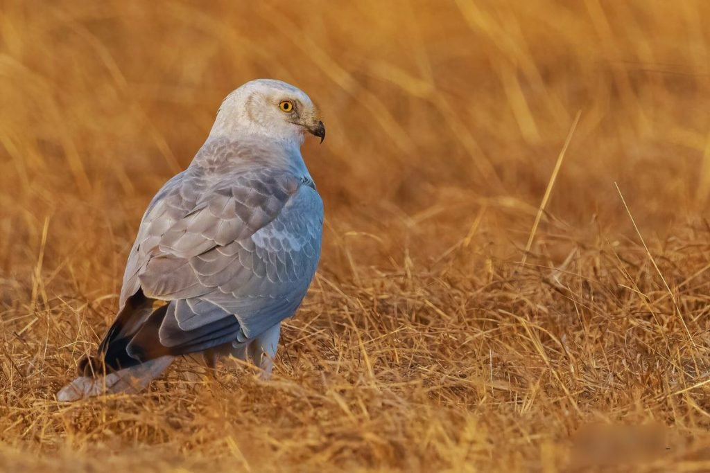 Pallid-Harrier
