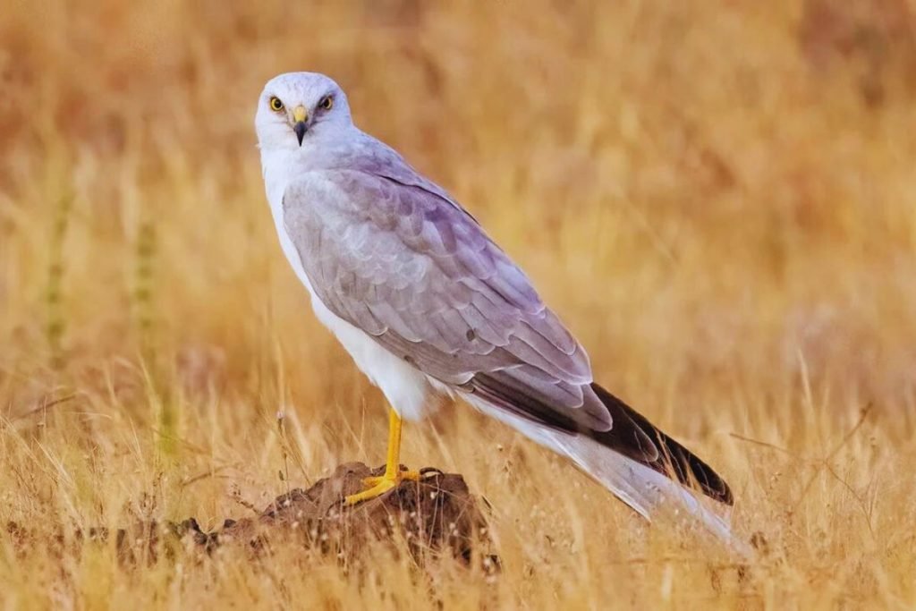 Pallid-Harrier