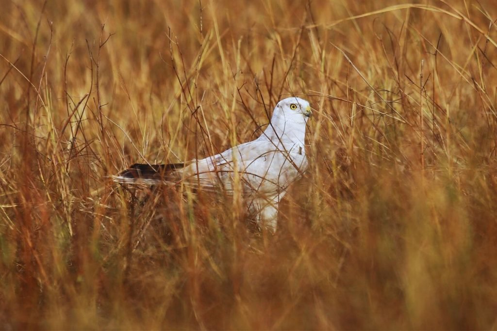 Pallid-Harrier
