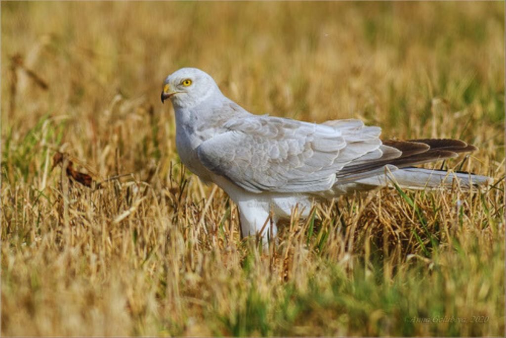 Pallid-Harrier