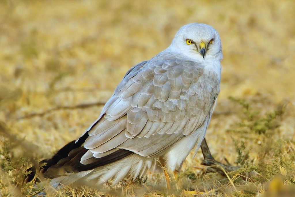 Pallid-Harrier