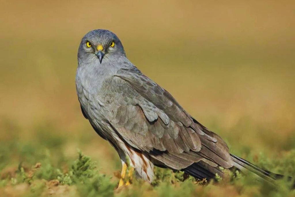 Pallid-Harrier