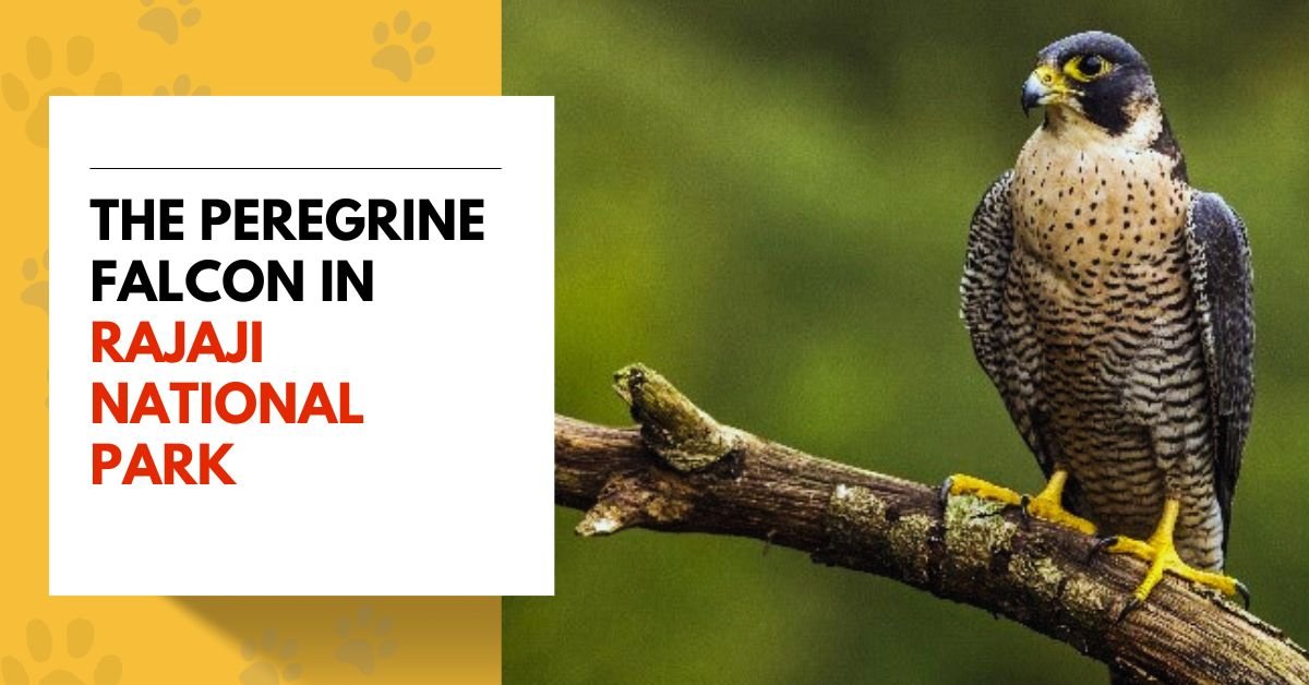 The Peregrine Falcon in Rajaji National Park