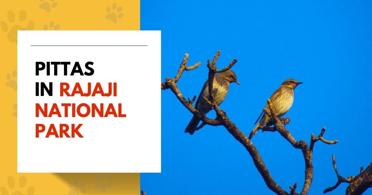 Pittas in Rajaji National Park