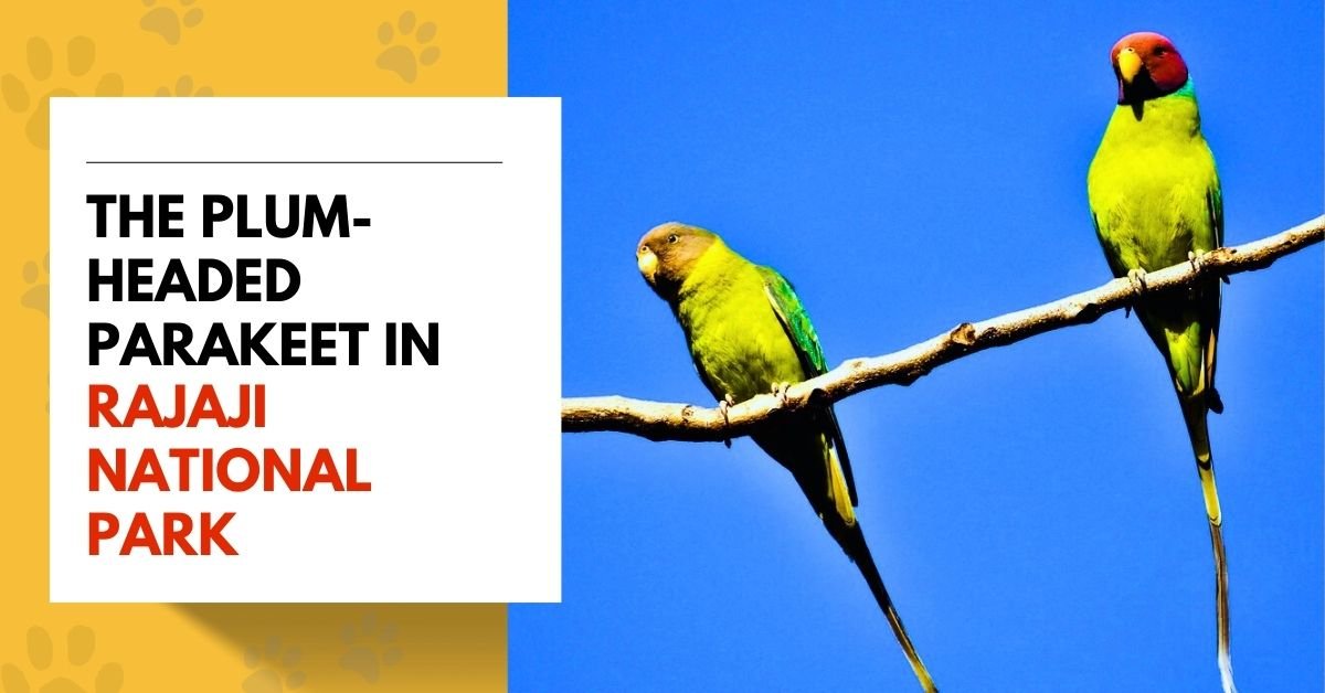 Plum-headed Parakeet in Rajaji National Park