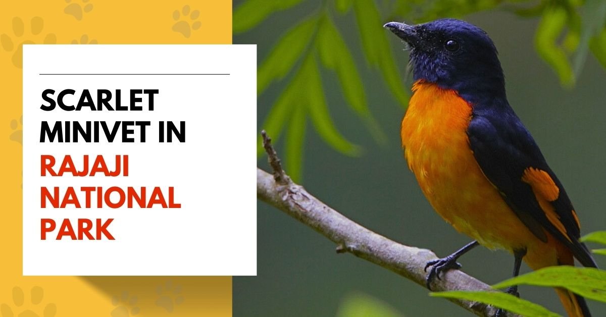 Scarlet Minivet in Rajaji National Park