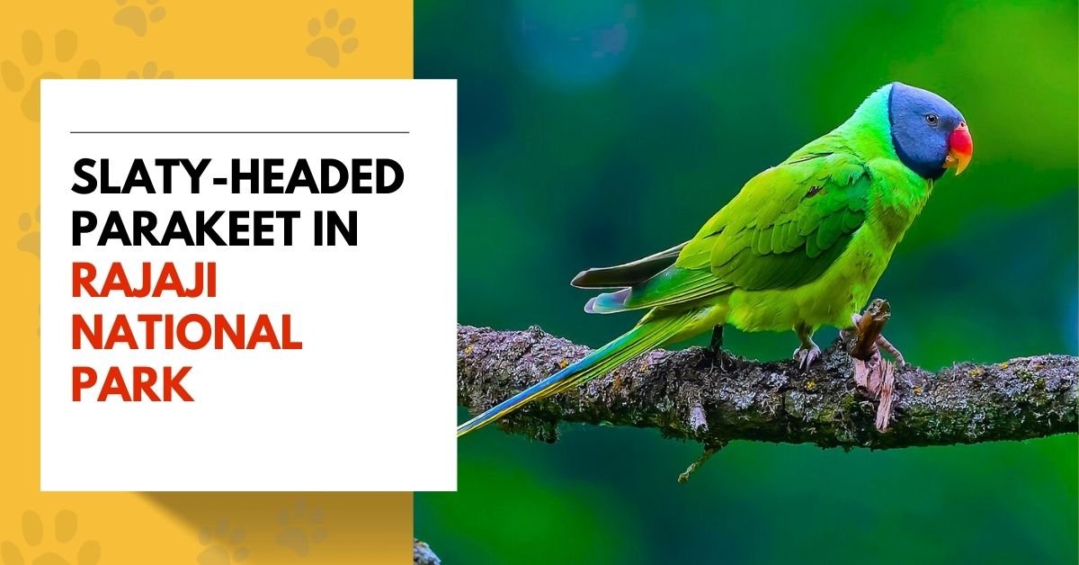 Slaty-headed Parakeet in Rajaji National Park