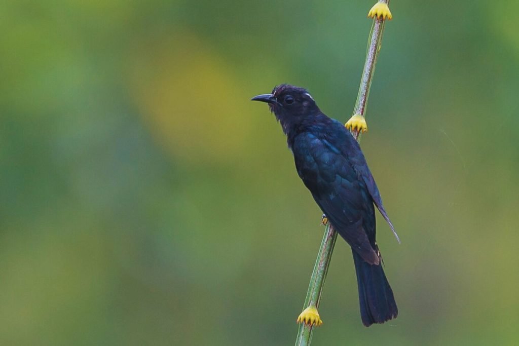 Square-Tailed Drongo-Cuckoo