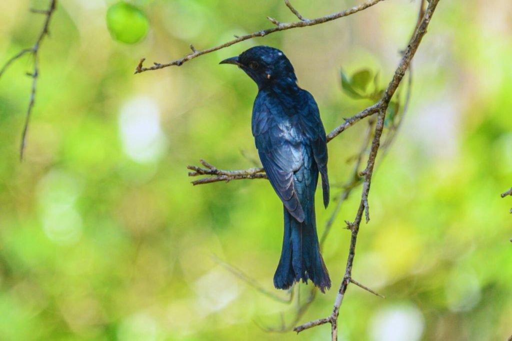 Square-Tailed Drongo-Cuckoo
