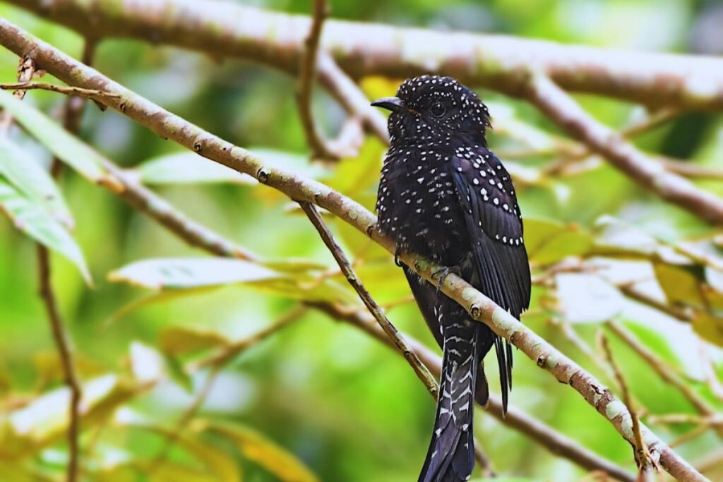Square-Tailed Drongo-Cuckoo