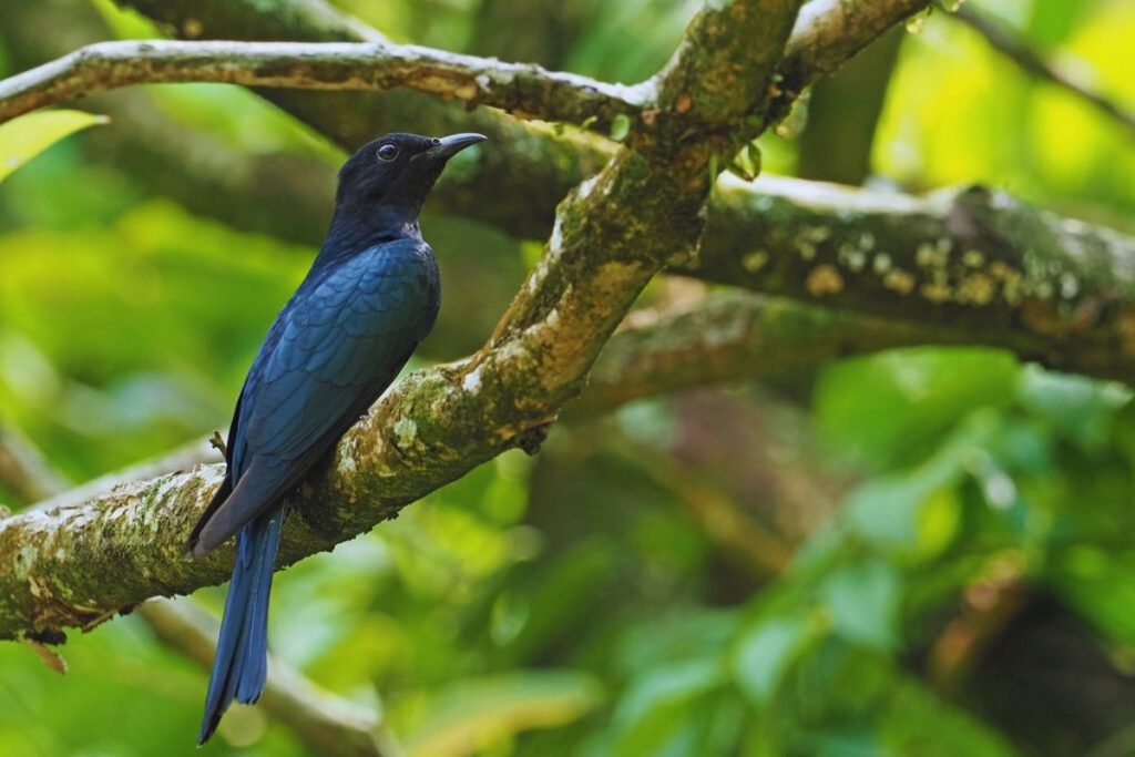 Square-Tailed Drongo-Cuckoo