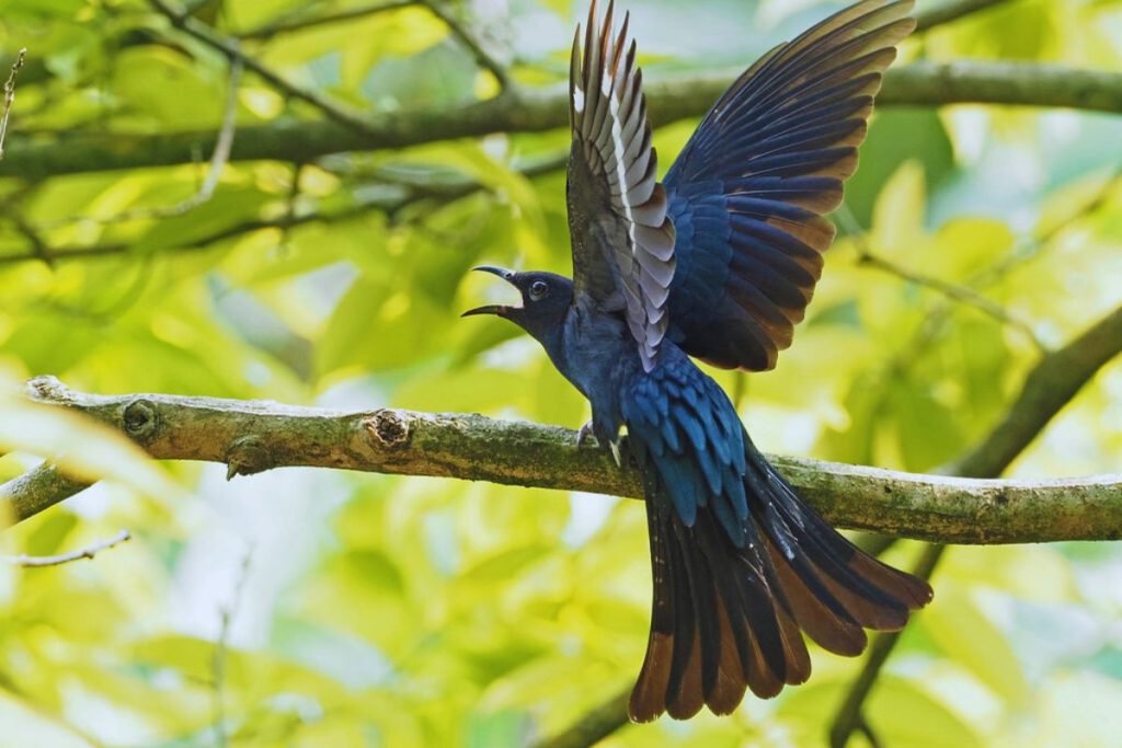Square-Tailed Drongo-Cuckoo