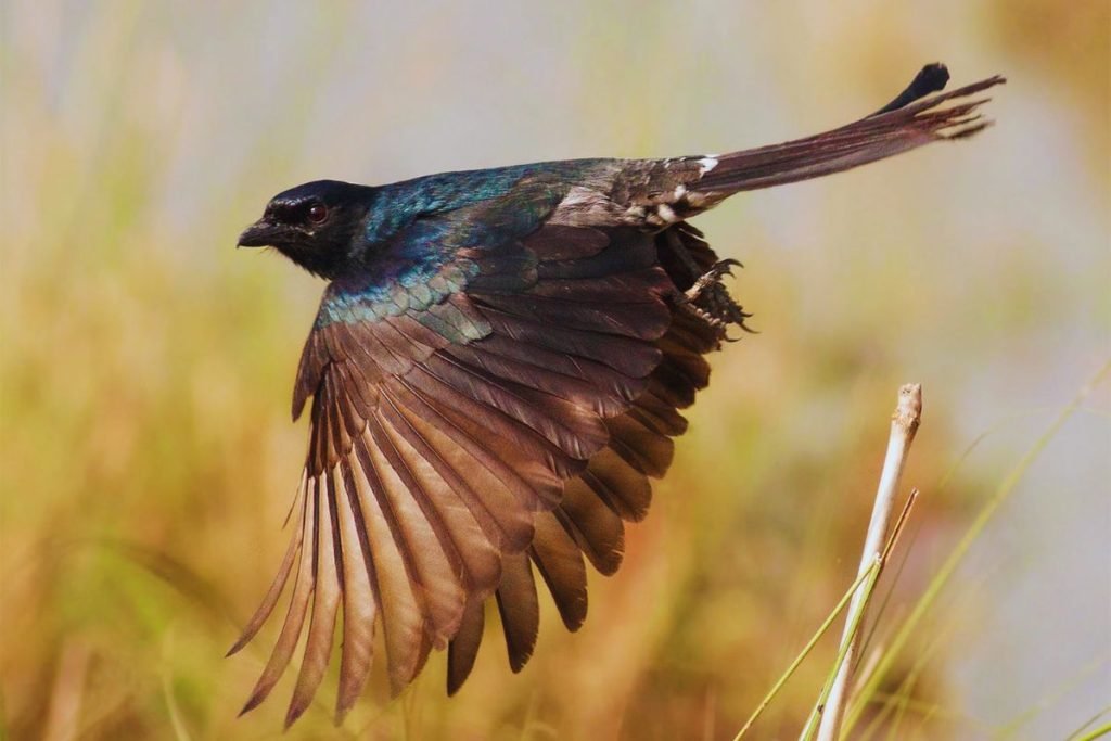 Square-Tailed Drongo-Cuckoo